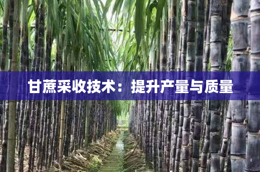 甘蔗采收技术：提升产量与质量