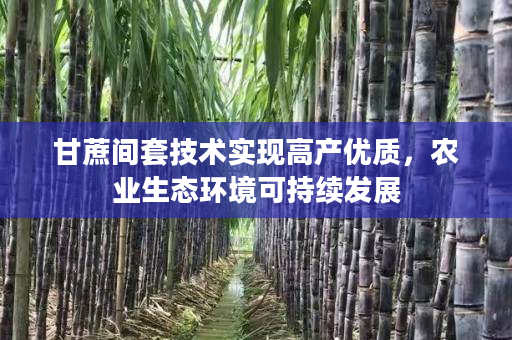 甘蔗间套技术实现高产优质，农业生态环境可持续发展