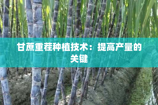 甘蔗重茬种植技术：提高产量的关键