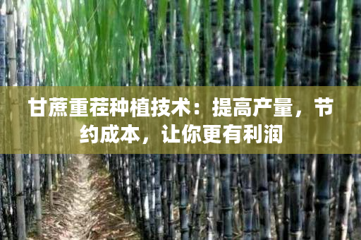 甘蔗重茬种植技术：提高产量，节约成本，让你更有利润