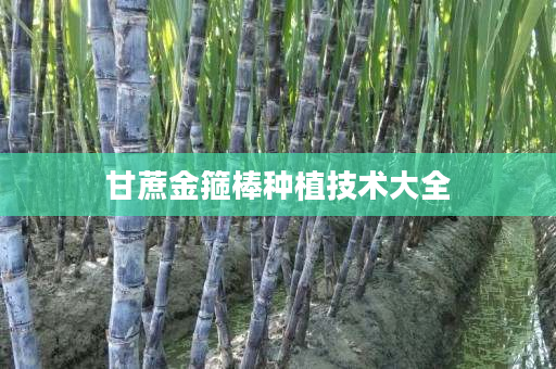 甘蔗金箍棒种植技术大全