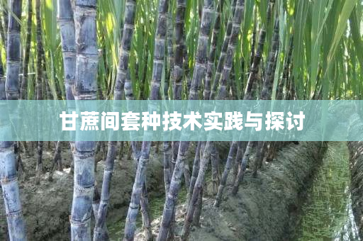 甘蔗间套种技术实践与探讨
