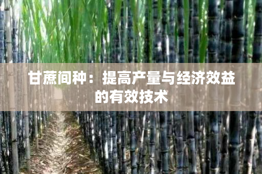 甘蔗间种：提高产量与经济效益的有效技术