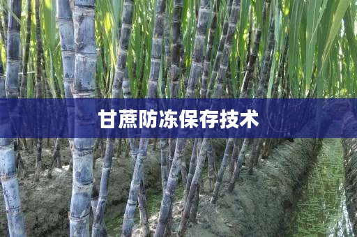甘蔗防冻保存技术