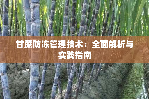 甘蔗防冻管理技术：全面解析与实践指南