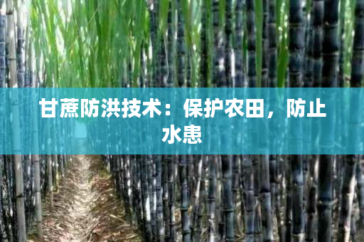 甘蔗防洪技术：保护农田，防止水患