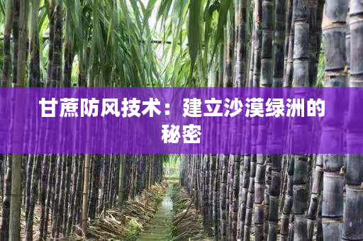 甘蔗防风技术：建立沙漠绿洲的秘密