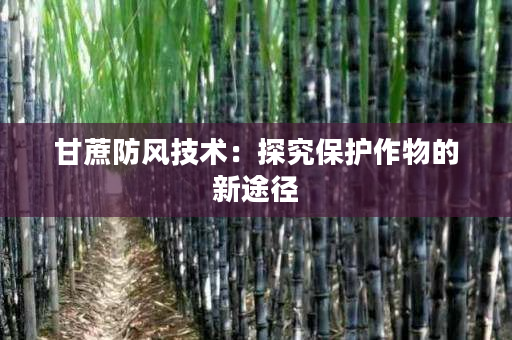 甘蔗防风技术：探究保护作物的新途径