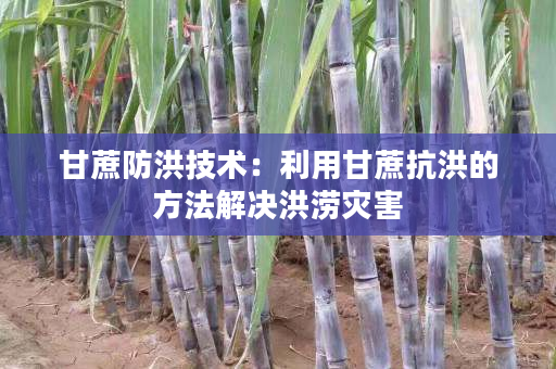 甘蔗防洪技术：利用甘蔗抗洪的方法解决洪涝灾害