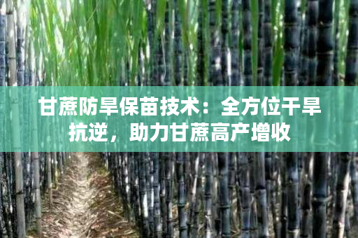 甘蔗防旱保苗技术:全方位干旱抗逆,助力甘蔗高产增收 甘蔗防旱保苗技术:全方位干旱抗逆,助力甘蔗高产增收