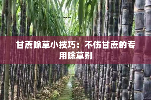 甘蔗除草小技巧：不伤甘蔗的专用除草剂