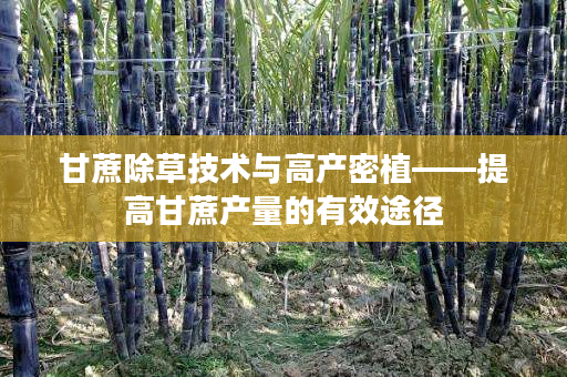 甘蔗除草技术与高产密植——提高甘蔗产量的有效途径