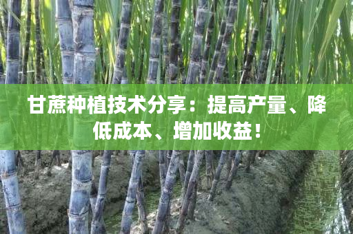 甘蔗种植技术分享:提高产量、降低成本、增加收益! 甘蔗种植技术分享:提高产量、降低成本、增加收益!
