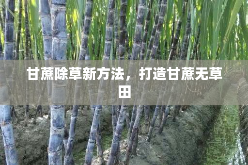 甘蔗除草新方法,打造甘蔗无草田 甘蔗除草新方法,打造甘蔗无草田