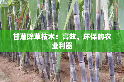 甘蔗除草技术:高效、环保的农业利器 甘蔗除草技术:高效、环保的农业利器