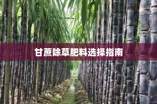 甘蔗除草肥料选择指南