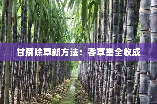 甘蔗除草新方法:零草害全收成 甘蔗除草新方法:零草害全收成