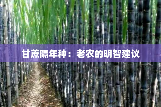 甘蔗隔年种:老农的明智建议 甘蔗隔年种:老农的明智建议