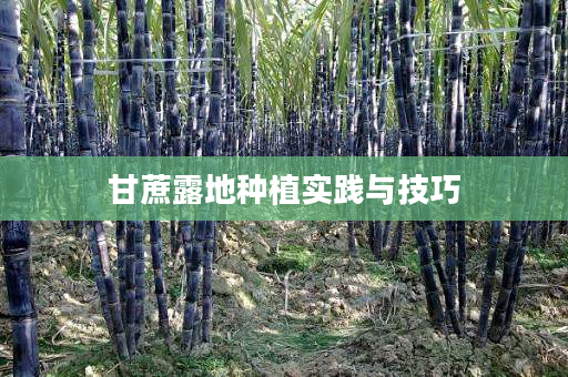 甘蔗露地种植实践与技巧