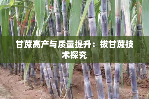 甘蔗高产与质量提升:拔甘蔗技术探究 甘蔗高产与质量提升:拔甘蔗技术探究
