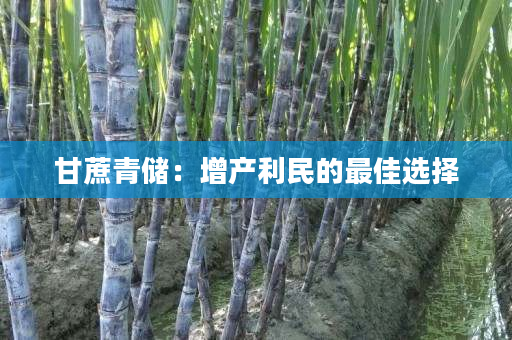 甘蔗青储:增产利民的最佳选择 甘蔗青储:增产利民的最佳选择
