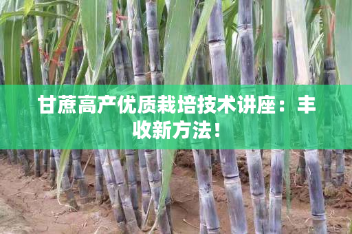 甘蔗高产优质栽培技术讲座:丰收新方法! 甘蔗高产优质栽培技术讲座:丰收新方法!