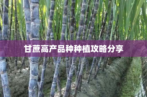 甘蔗高产品种种植攻略分享 甘蔗高产品种种植攻略分享