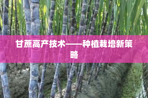 甘蔗高产技术——种植栽培新策略