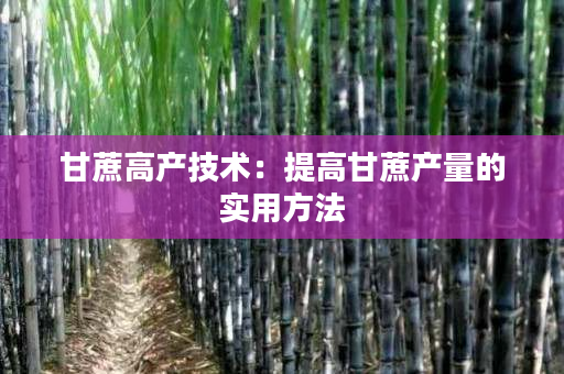 甘蔗高产技术：提高甘蔗产量的实用方法