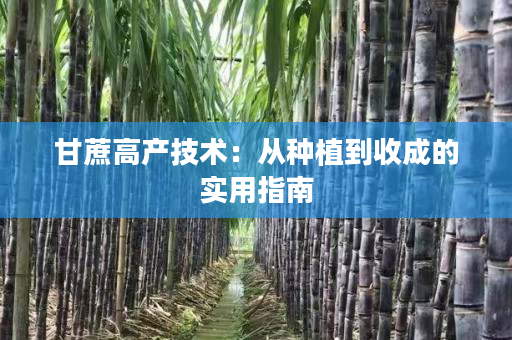 甘蔗高产技术:从种植到收成的实用指南 甘蔗高产技术:从种植到收成的实用指南