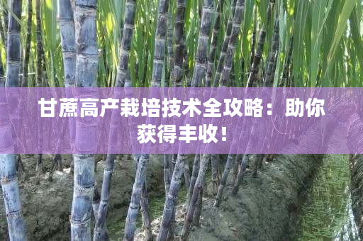 甘蔗高产栽培技术全攻略:助你获得丰收! 甘蔗高产栽培技术全攻略:助你获得丰收!