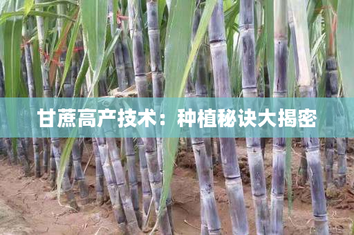 甘蔗高产技术：种植秘诀大揭密