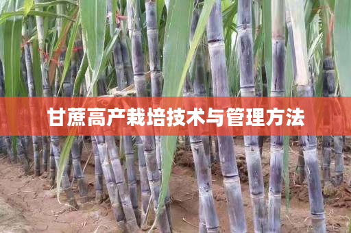 甘蔗高产栽培技术与管理方法 甘蔗高产栽培技术与管理方法
