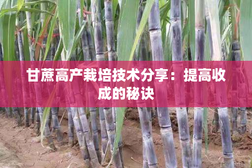 甘蔗高产栽培技术分享：提高收成的秘诀