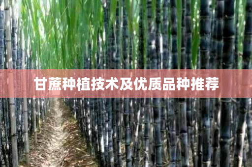甘蔗种植技术及优质品种推荐 甘蔗种植技术及优质品种推荐