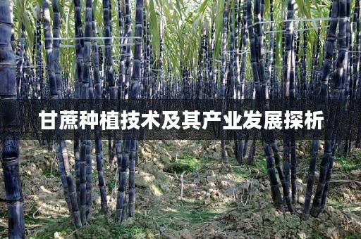 甘蔗种植技术及其产业发展探析 甘蔗种植技术及其产业发展探析