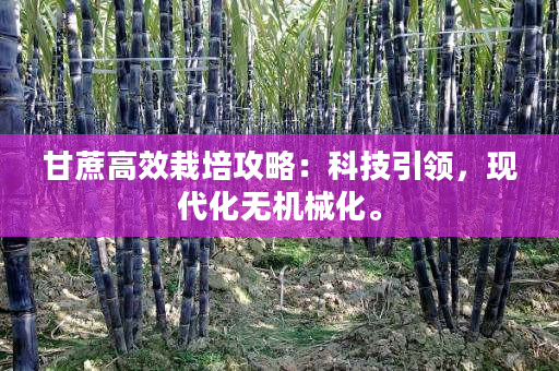 甘蔗高效栽培攻略:科技引领,现代化无机械化。 甘蔗高效栽培攻略:科技引领,现代化无机械化。