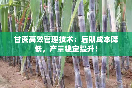甘蔗高效管理技术:后期成本降低,产量稳定提升! 甘蔗高效管理技术:后期成本降低,产量稳定提升!