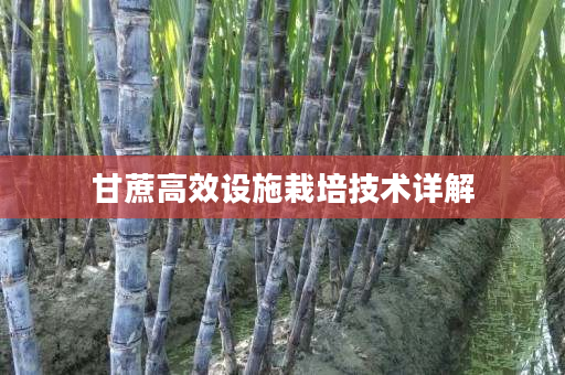 甘蔗高效设施栽培技术详解
