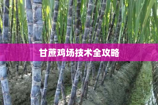 甘蔗鸡场技术全攻略 甘蔗鸡场技术全攻略