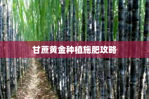 甘蔗黄金种植施肥攻略