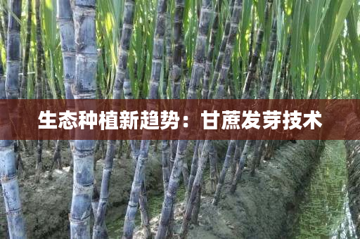 生态种植新趋势:甘蔗发芽技术 生态种植新趋势:甘蔗发芽技术