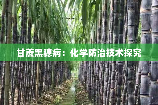 甘蔗黑穗病:化学防治技术探究 甘蔗黑穗病:化学防治技术探究