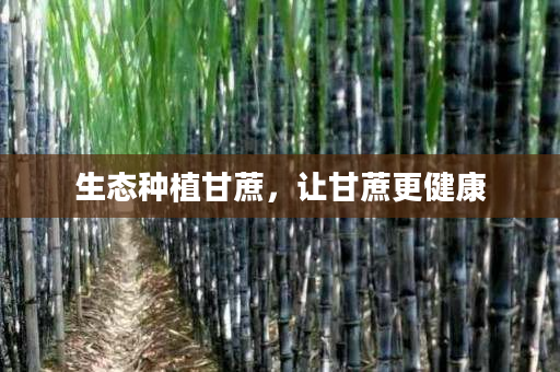 生态种植甘蔗,让甘蔗更健康 生态种植甘蔗,让甘蔗更健康