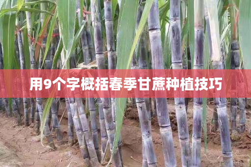 用9个字概括春季甘蔗种植技巧 用9个字概括春季甘蔗种植技巧