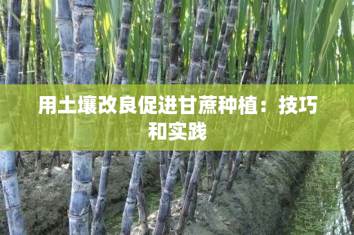 用土壤改良促进甘蔗种植:技巧和实践 用土壤改良促进甘蔗种植:技巧和实践