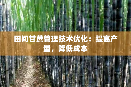 田间甘蔗管理技术优化:提高产量,降低成本 田间甘蔗管理技术优化:提高产量,降低成本