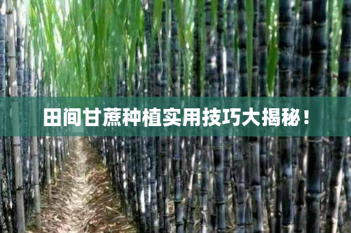 田间甘蔗种植实用技巧大揭秘! 田间甘蔗种植实用技巧大揭秘!