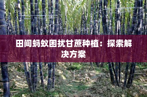 田间蚂蚁困扰甘蔗种植：探索解决方案
