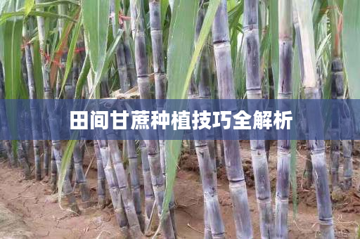 田间甘蔗种植技巧全解析 田间甘蔗种植技巧全解析